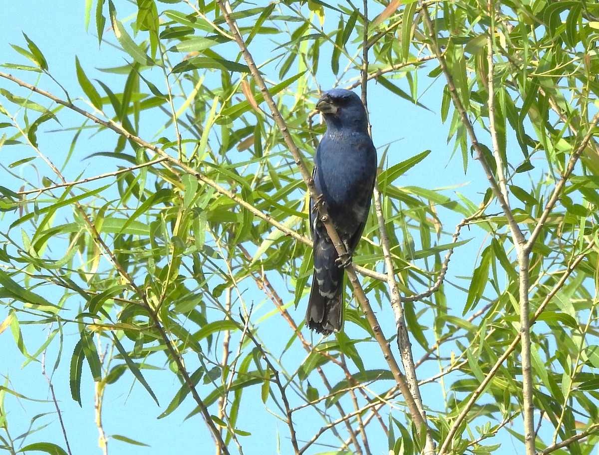 Indigo Bunting - Pamela Goolsby