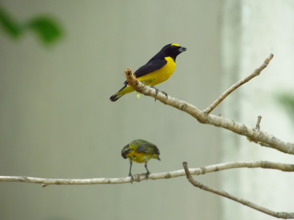 Scrub Euphonia - Ana Lara