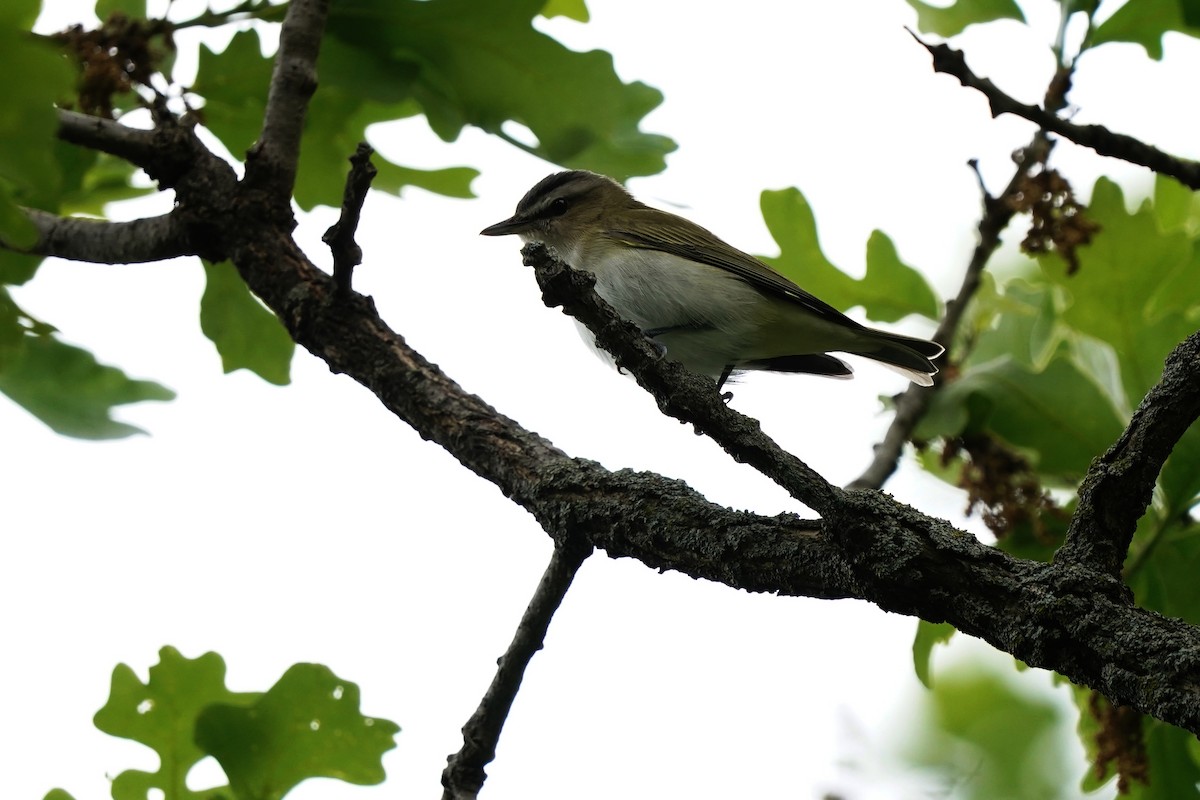 Kızıl Gözlü Vireo - ML619308956