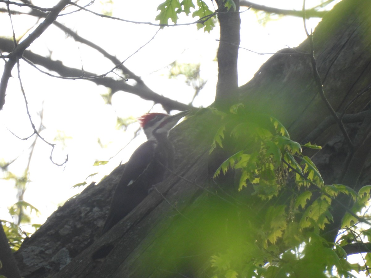 Pileated Woodpecker - Kevork Bardak