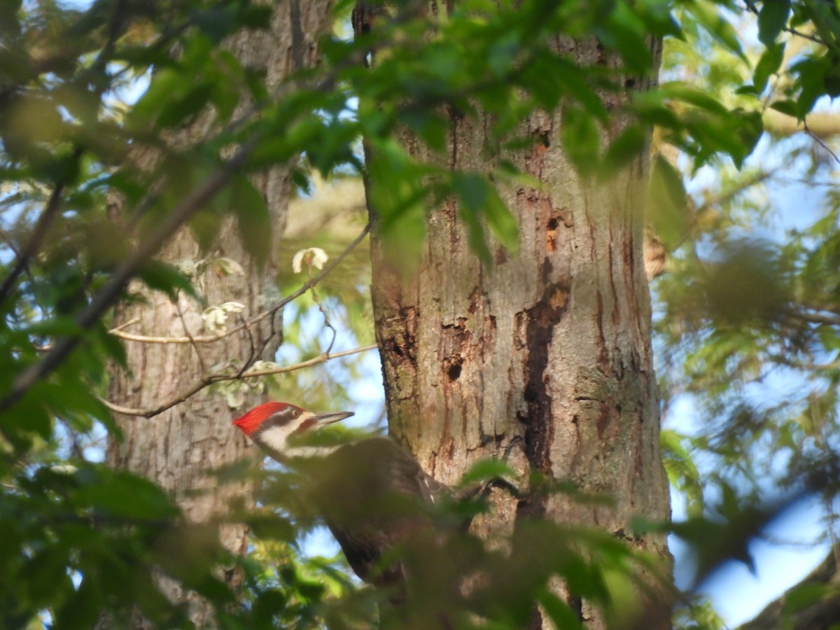 Pileated Woodpecker - Kevork Bardak