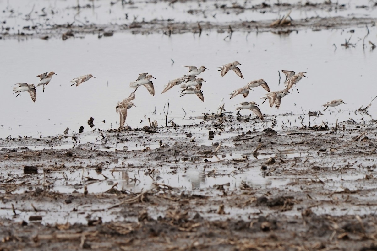 Semipalmated Sandpiper - Dana Siefer