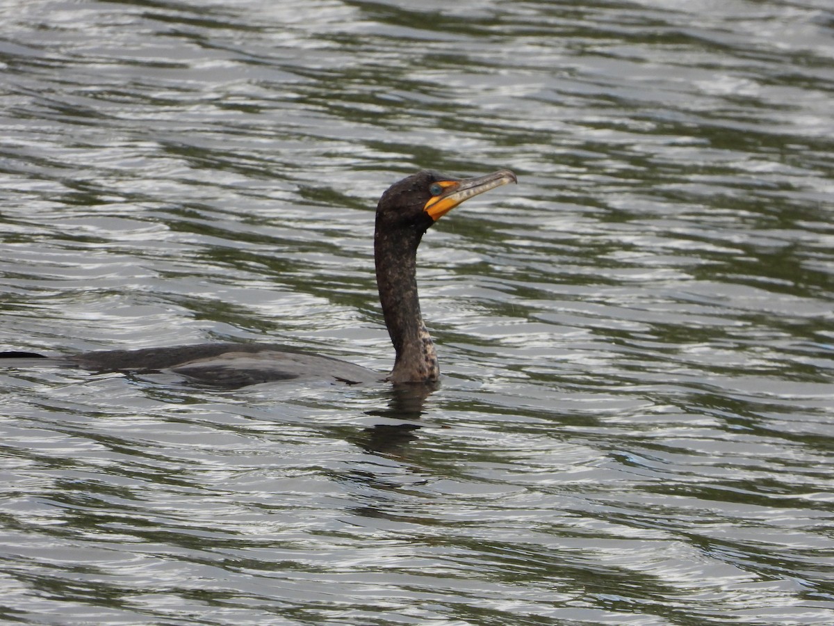 Double-crested Cormorant - Nick Swan