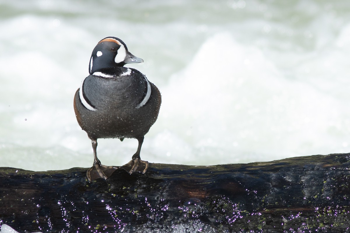 Harlequin Duck - ML619308979