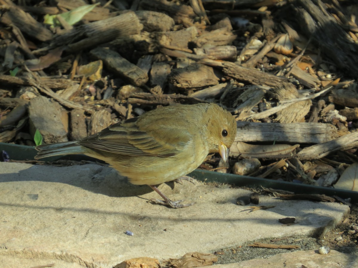 Indigo Bunting - ML619308985