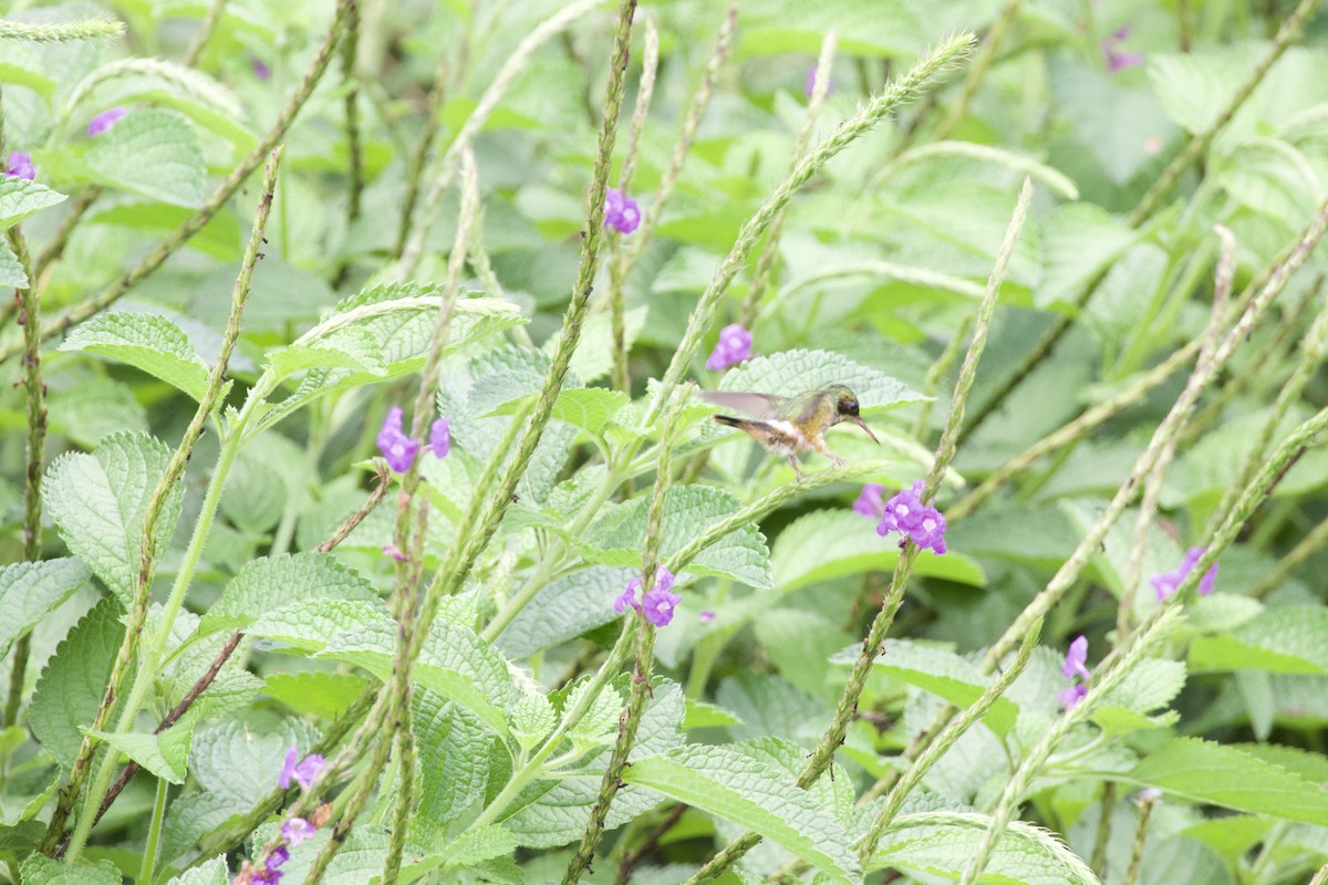 Black-crested Coquette - allie bluestein