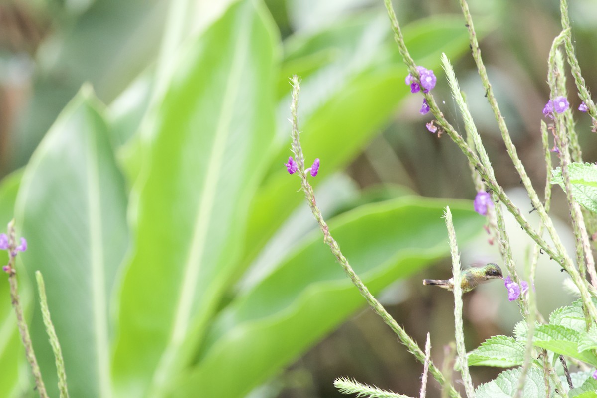 Black-crested Coquette - allie bluestein