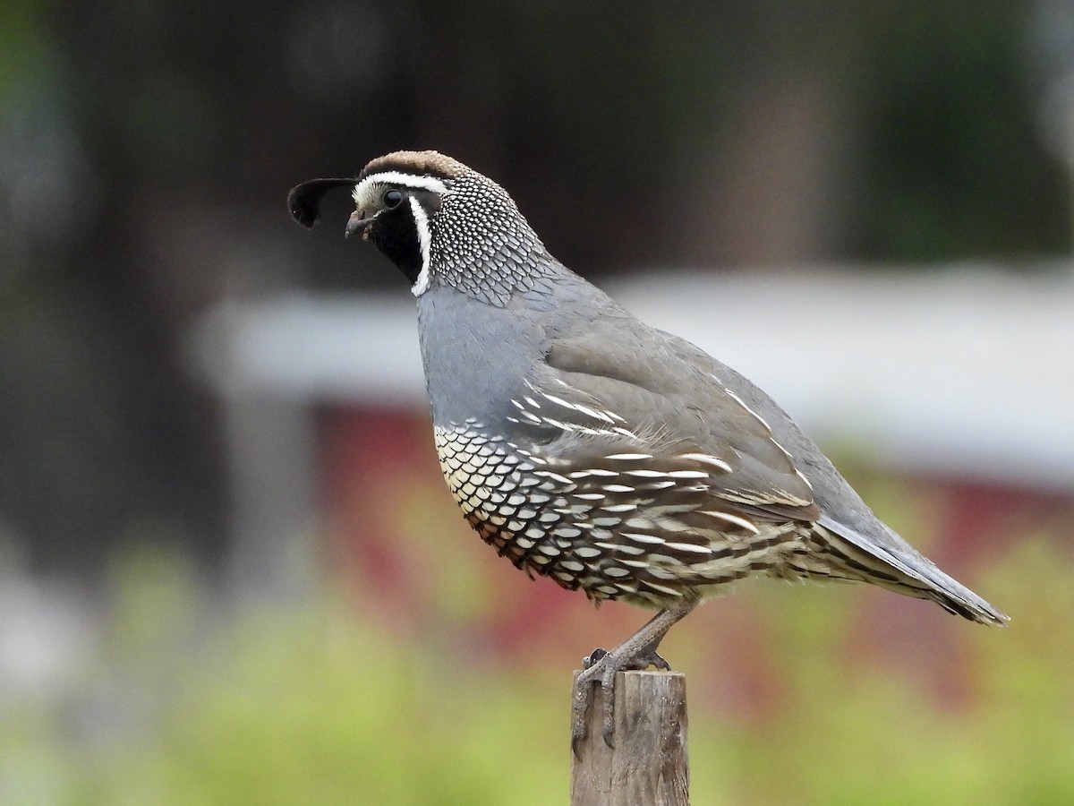 California Quail - Christine Hogue