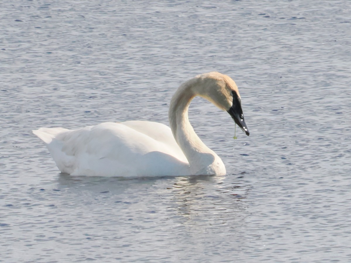 Trumpeter Swan - John Felton