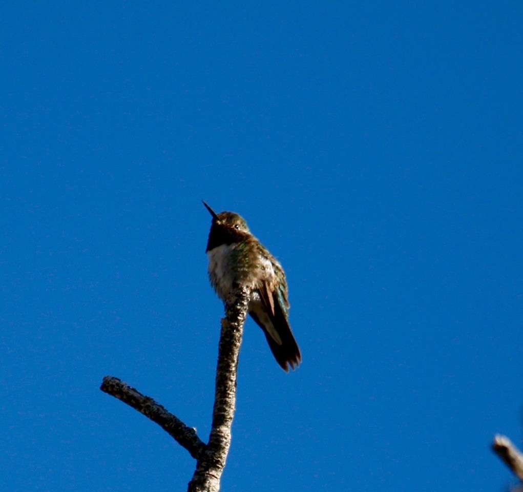 Broad-tailed Hummingbird - ML619309027