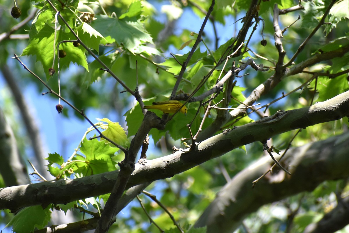 Yellow Warbler - Mike DellaLucia