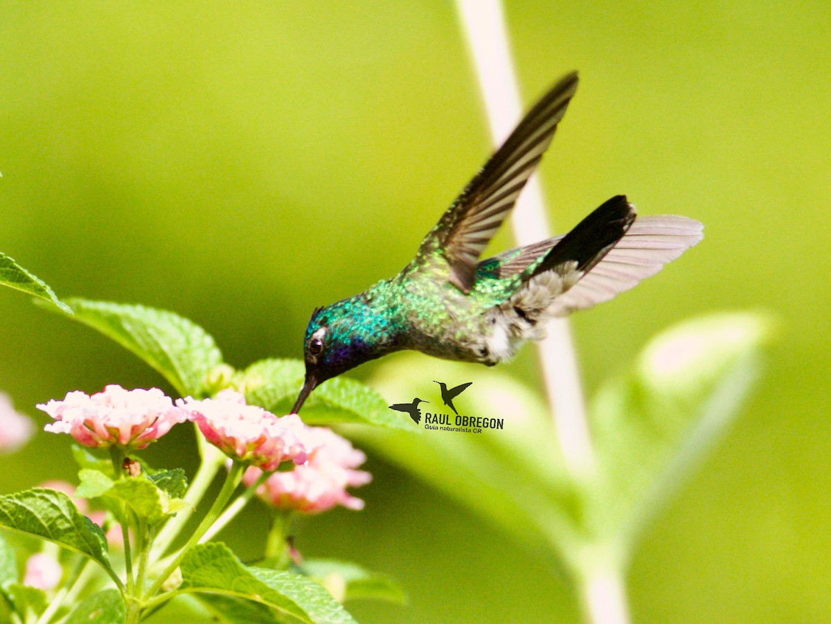 Violet-headed Hummingbird - Raúl Obregón