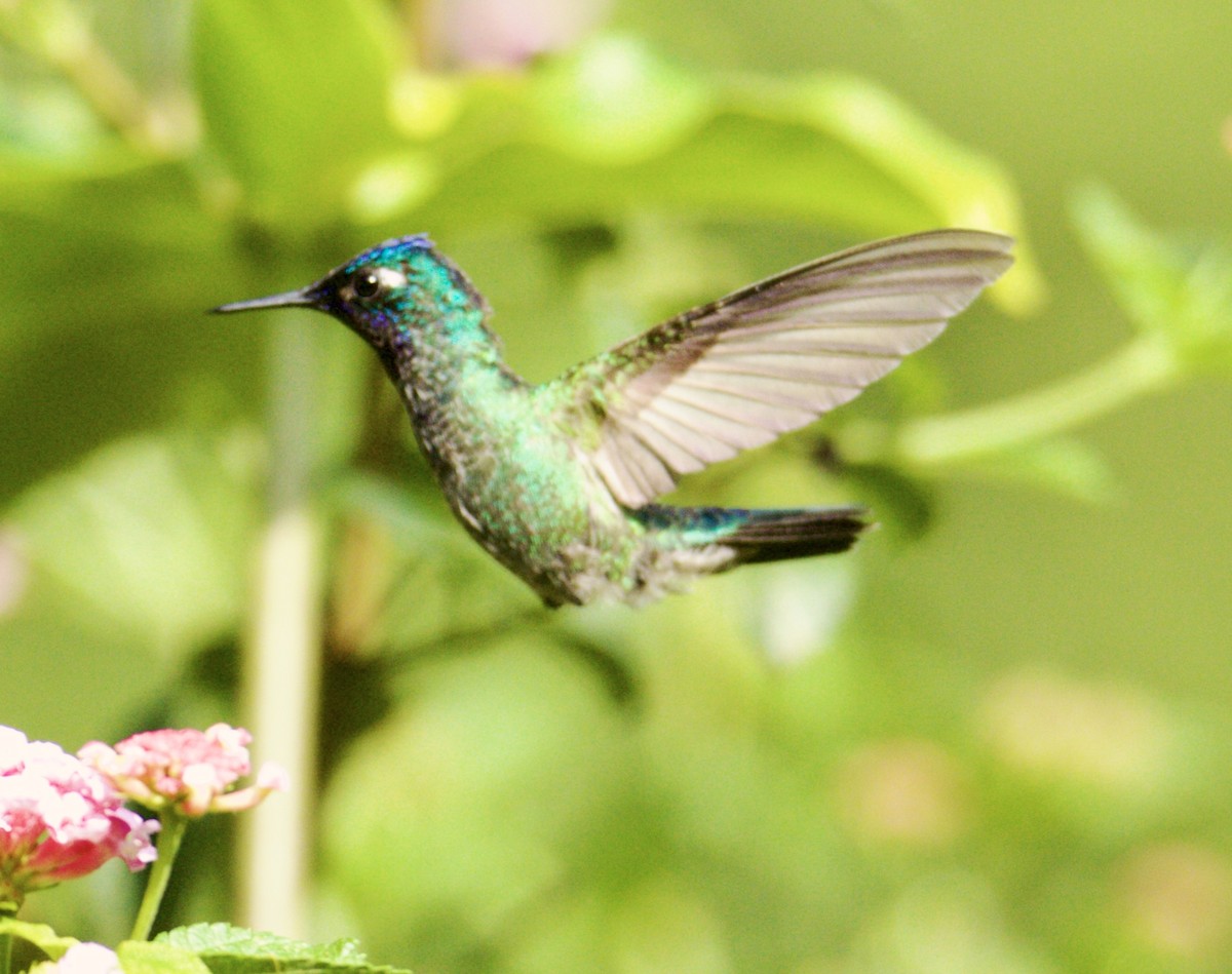 Violet-headed Hummingbird - Raúl Obregón