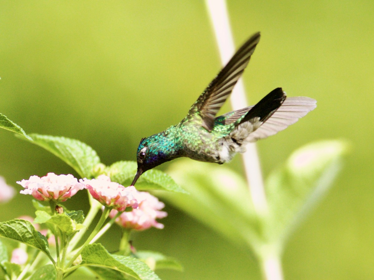 Violet-headed Hummingbird - Raúl Obregón