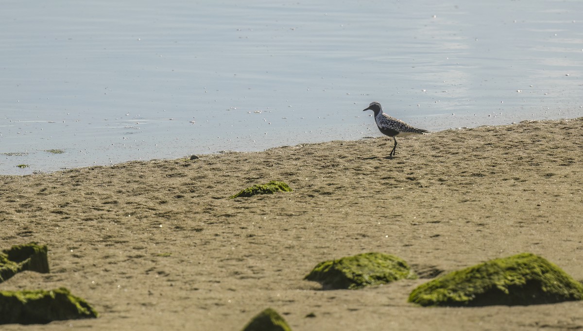 Black-bellied Plover - Francisco Pires