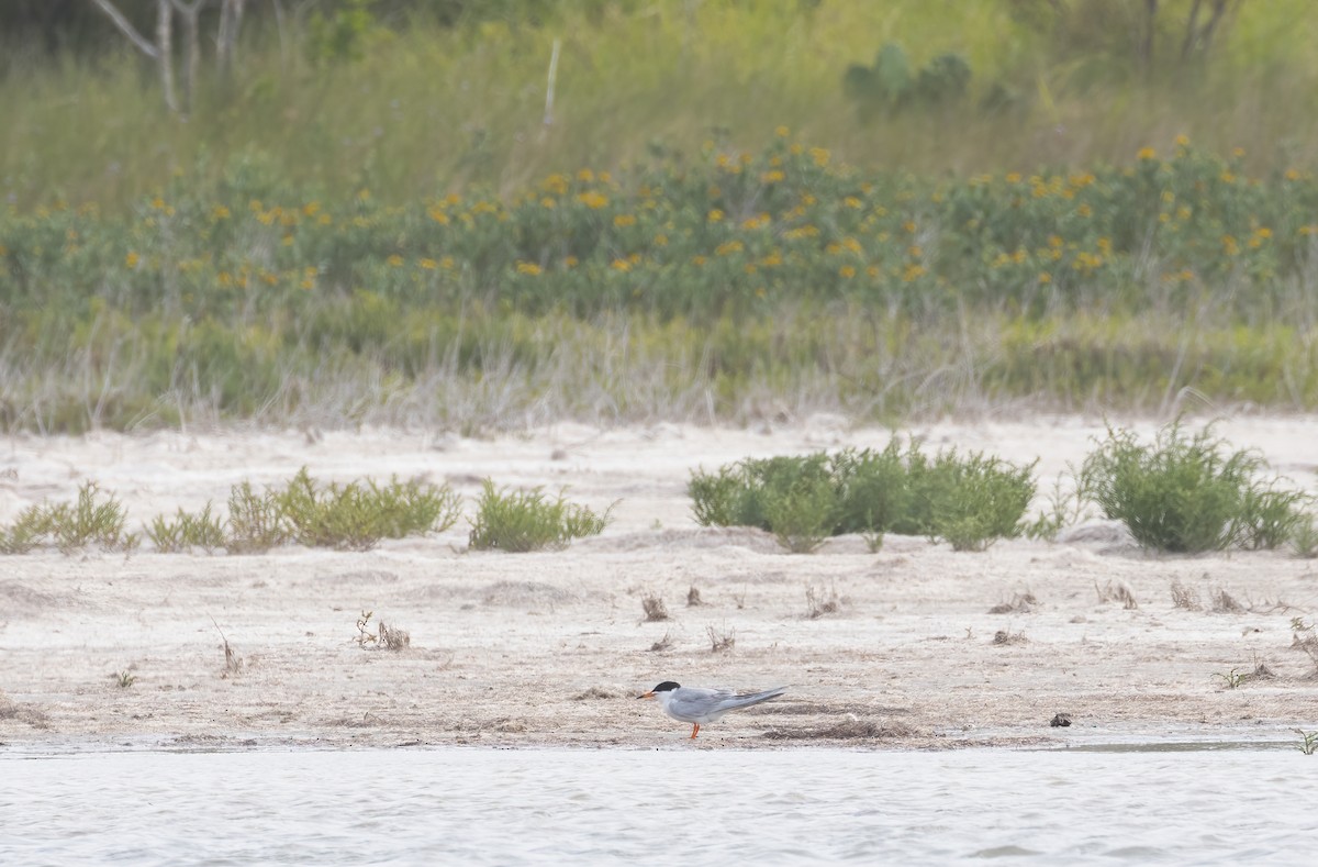 Forster's Tern - Robert McMorran