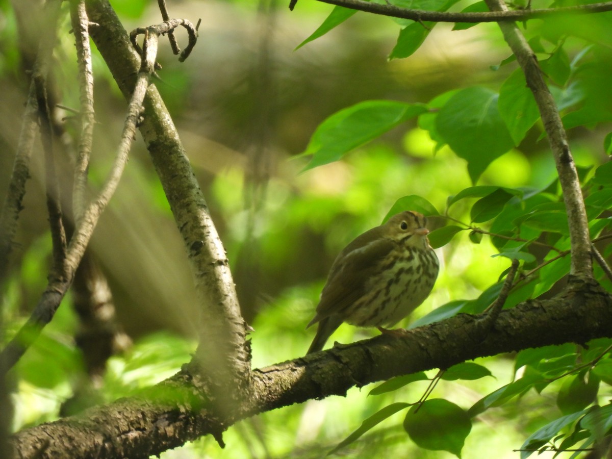 Ovenbird - ML619309059