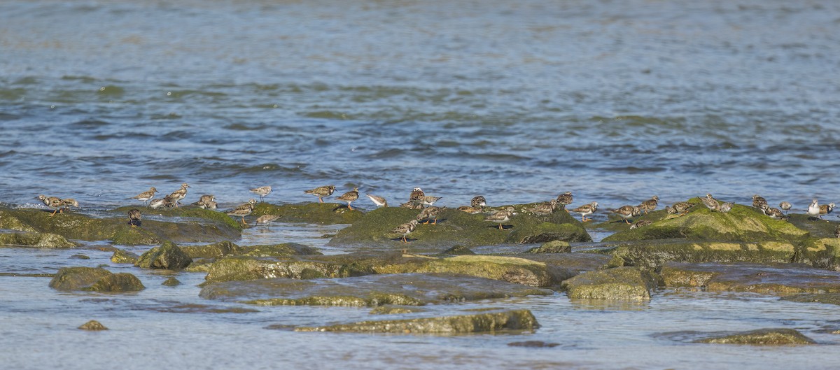 Ruddy Turnstone - Francisco Pires