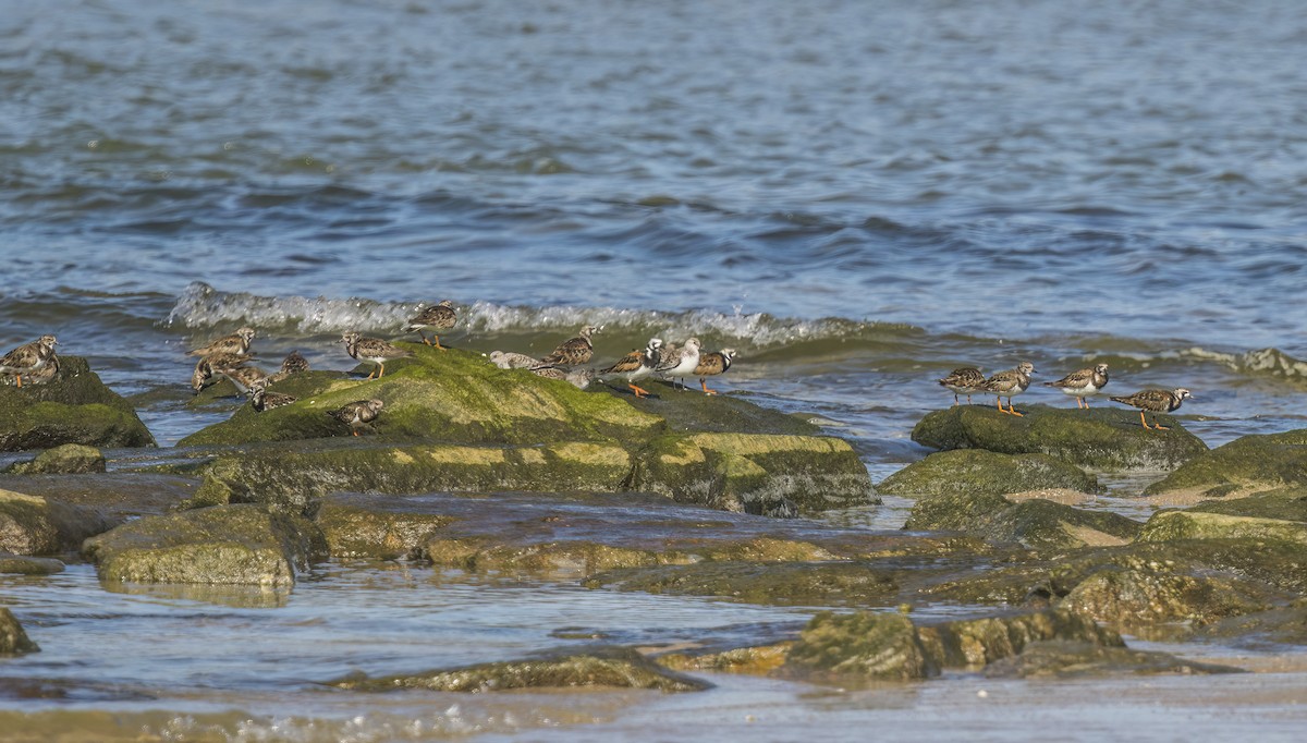 Ruddy Turnstone - Francisco Pires