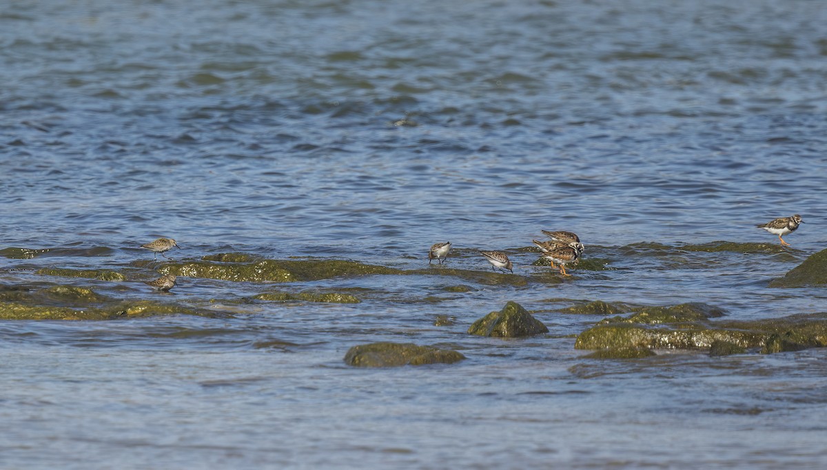 Dunlin - Francisco Pires