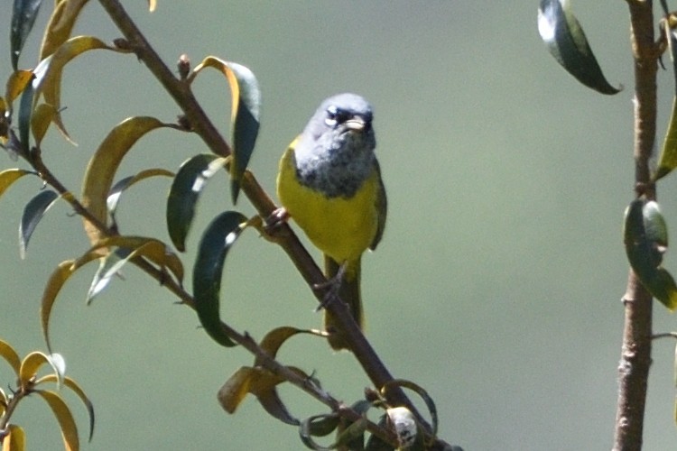 MacGillivray's Warbler - Jari Toivanen