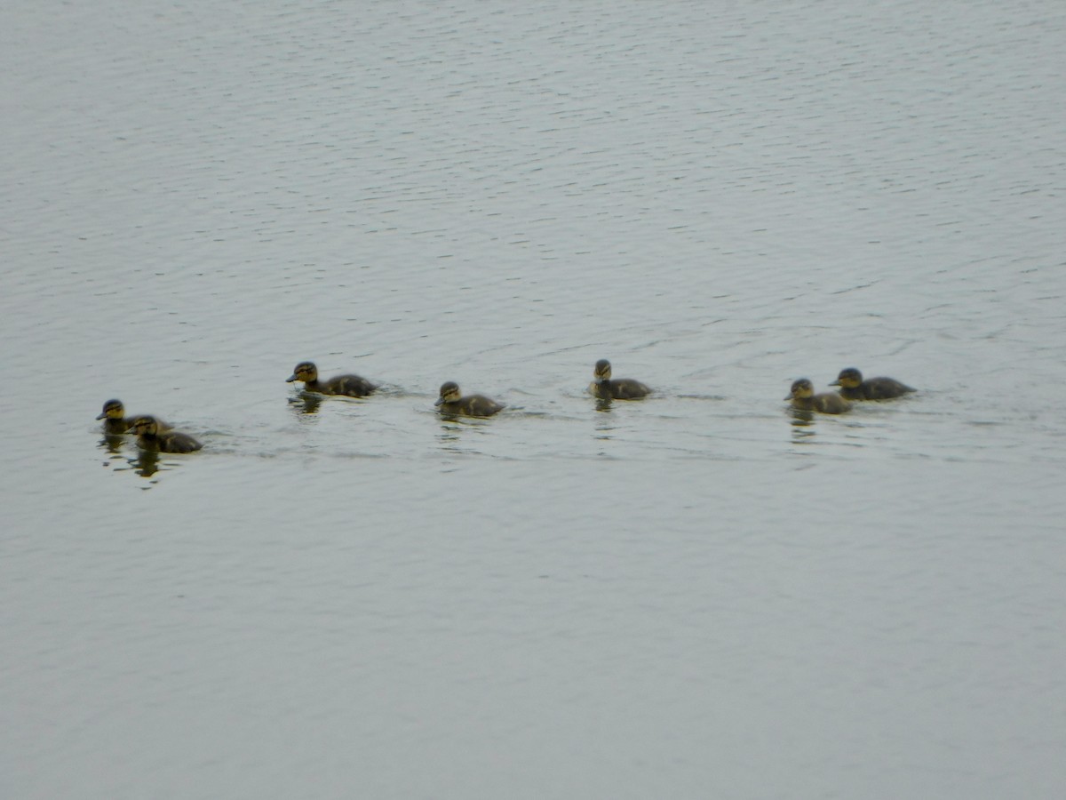 Mallard - Tim E.