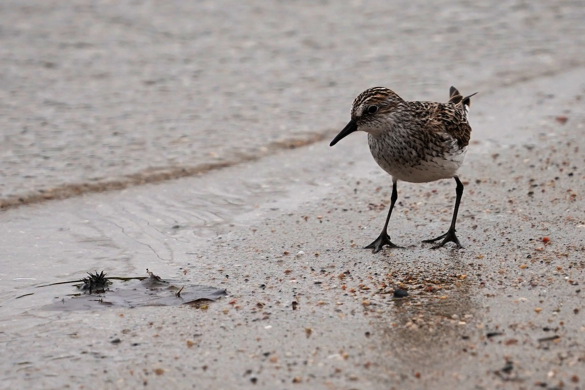 Semipalmated Sandpiper - Dana Siefer