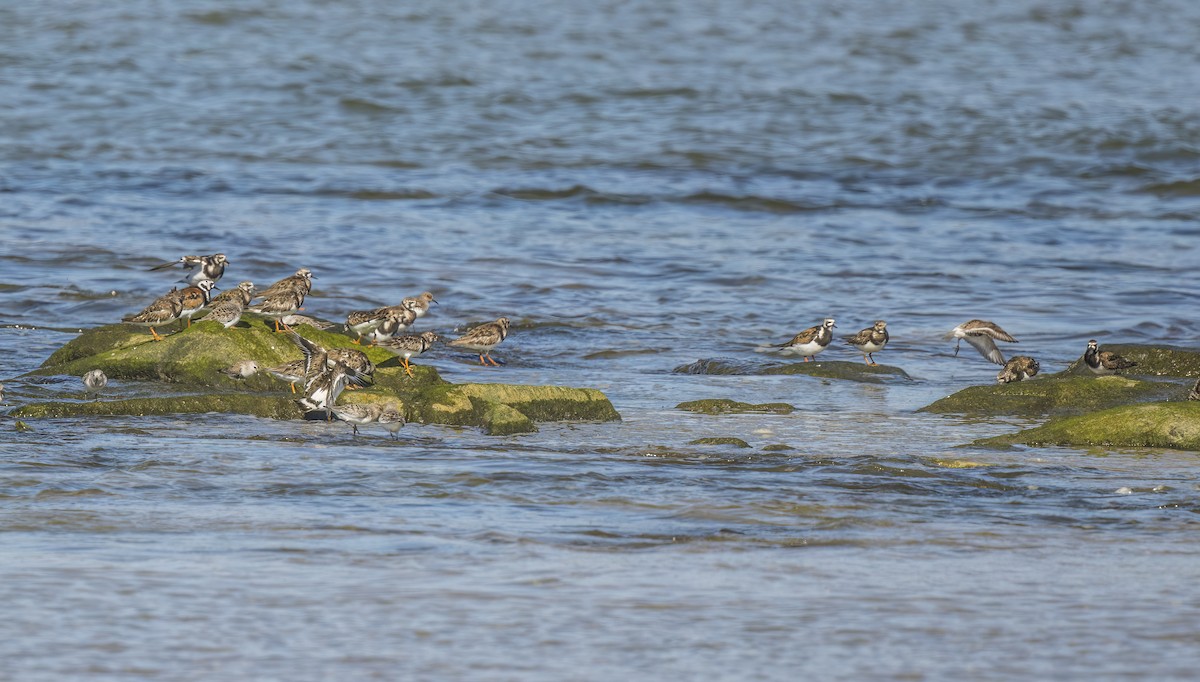 Ruddy Turnstone - Francisco Pires