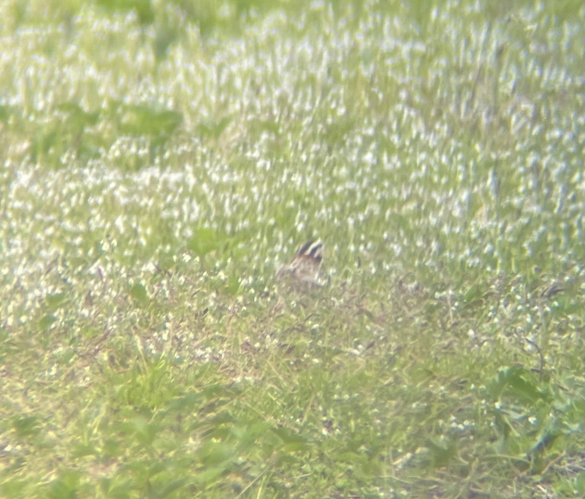 Chestnut-collared Longspur - Dylan Jackson