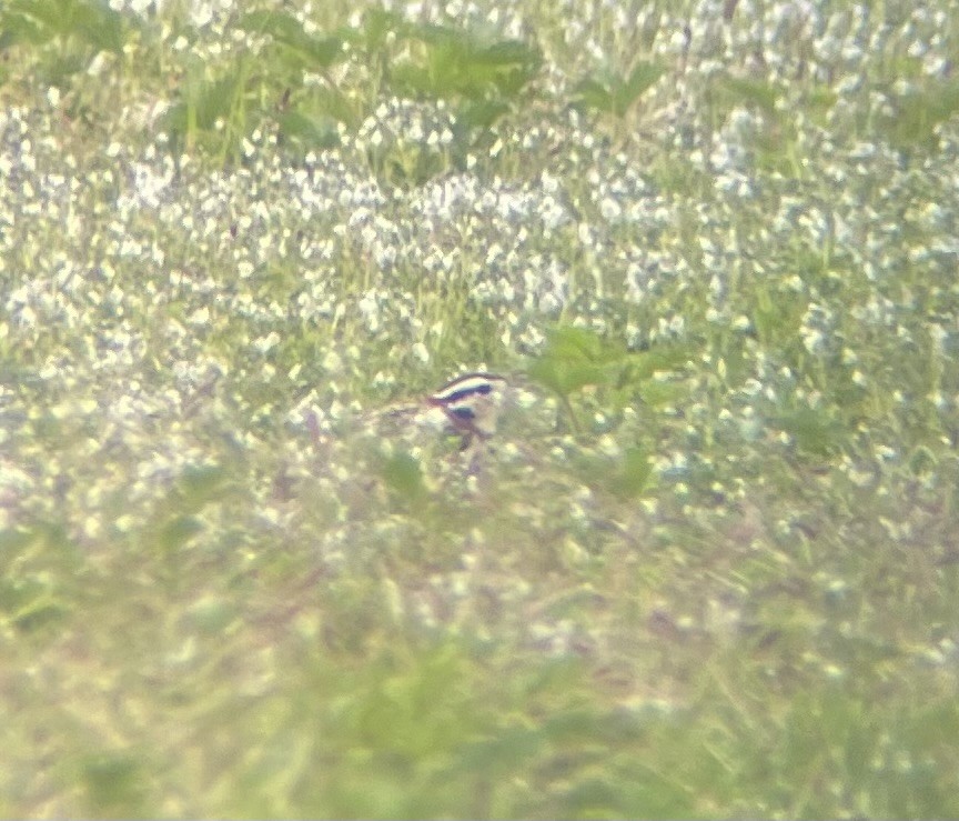 Chestnut-collared Longspur - Dylan Jackson