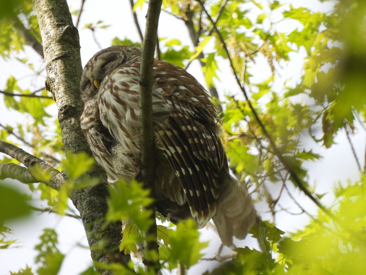 Barred Owl - Kevork Bardak