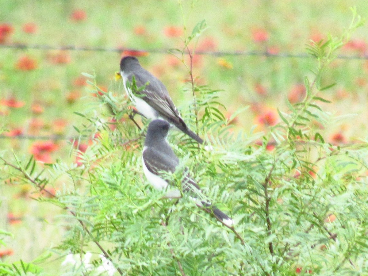 Eastern Kingbird - ML619309103