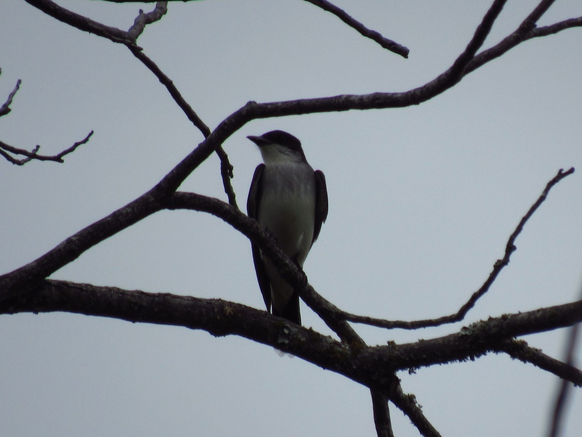 Eastern Kingbird - ML619309105