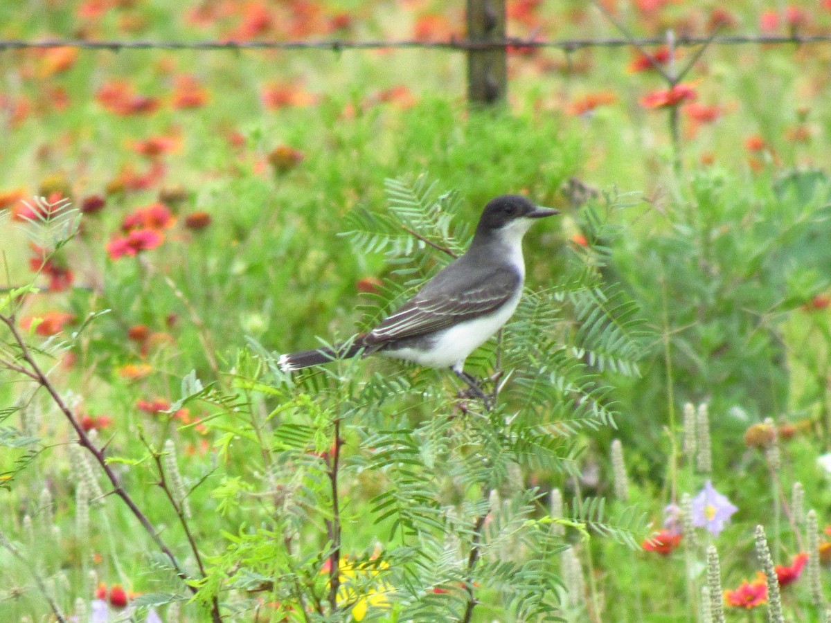 Eastern Kingbird - Jessica DeBoer