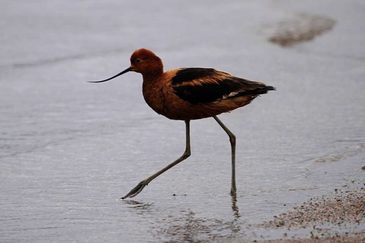 Avoceta Americana - ML619309111