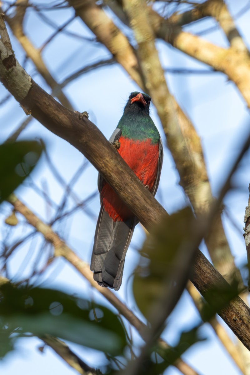 Slaty-tailed Trogon - Mason Flint