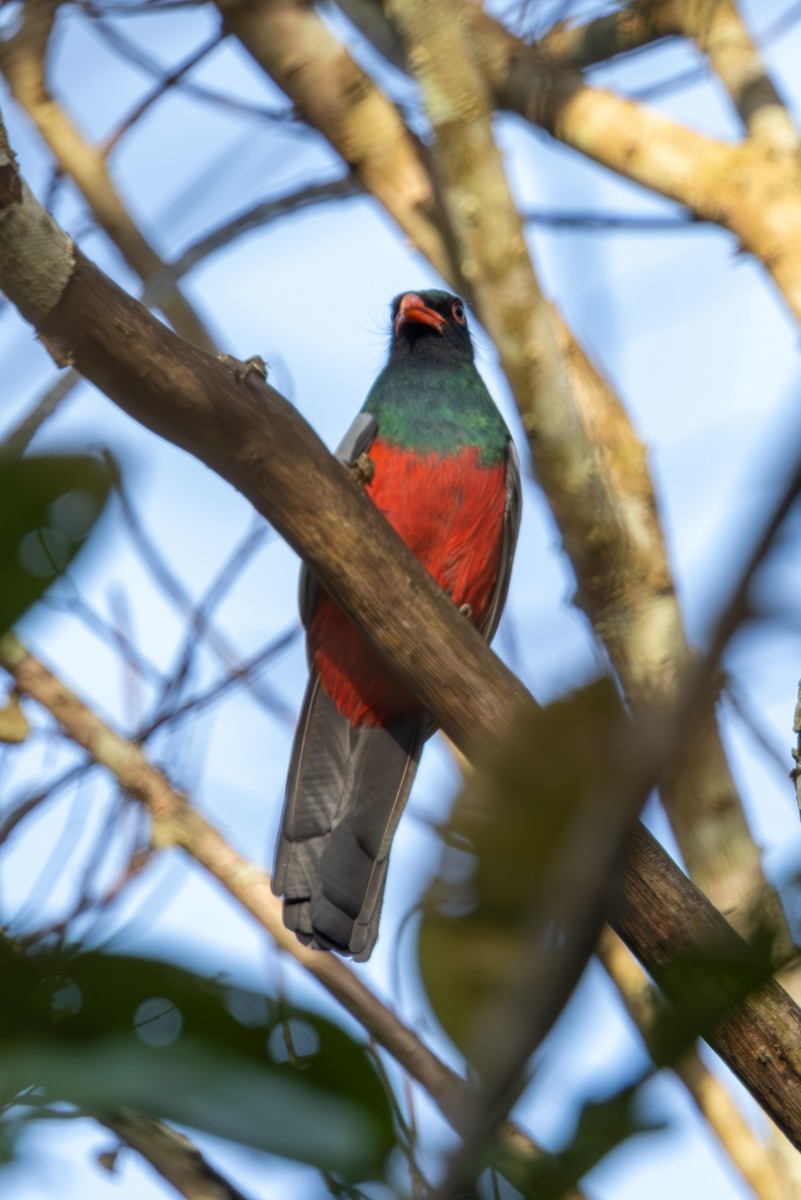 Slaty-tailed Trogon - Mason Flint