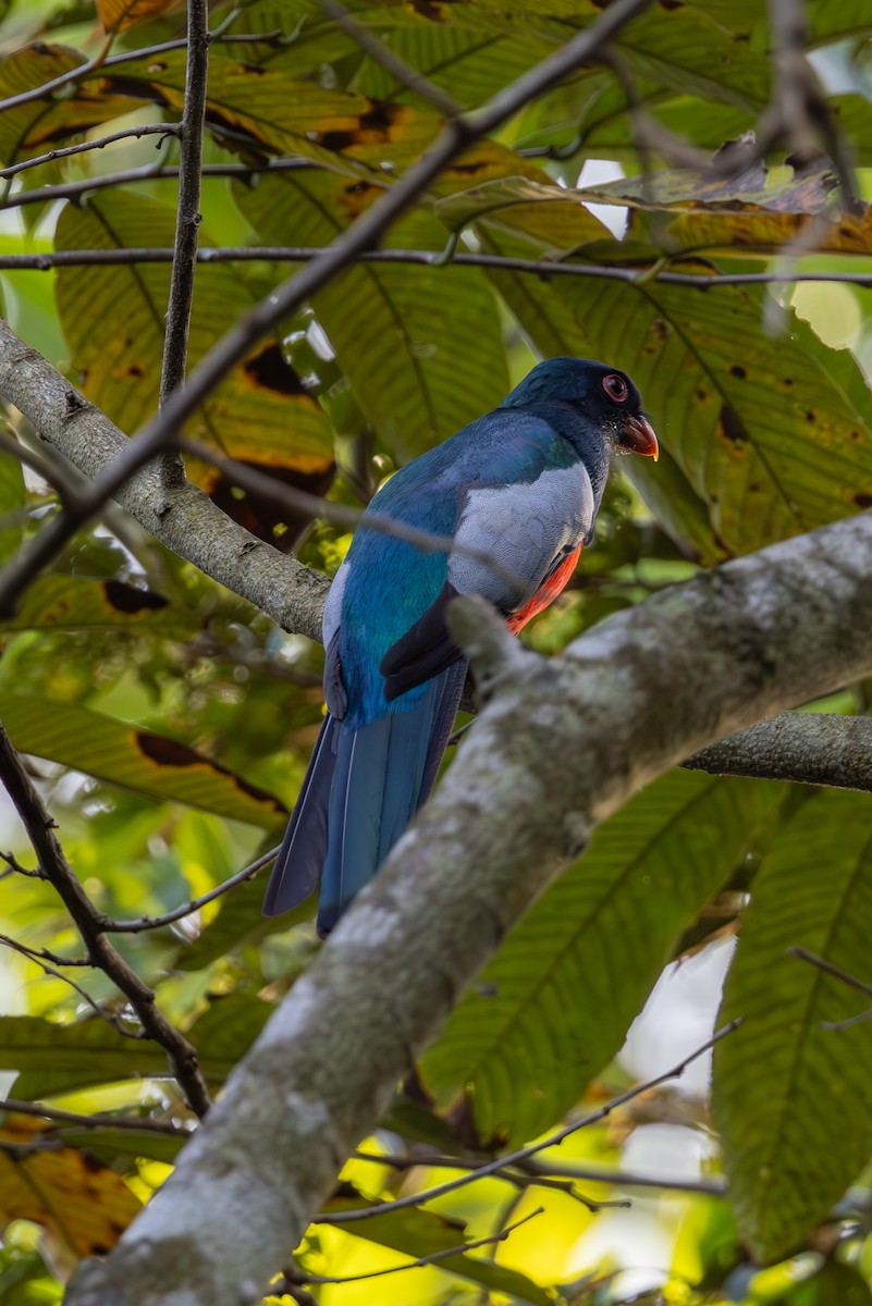 Slaty-tailed Trogon - Mason Flint