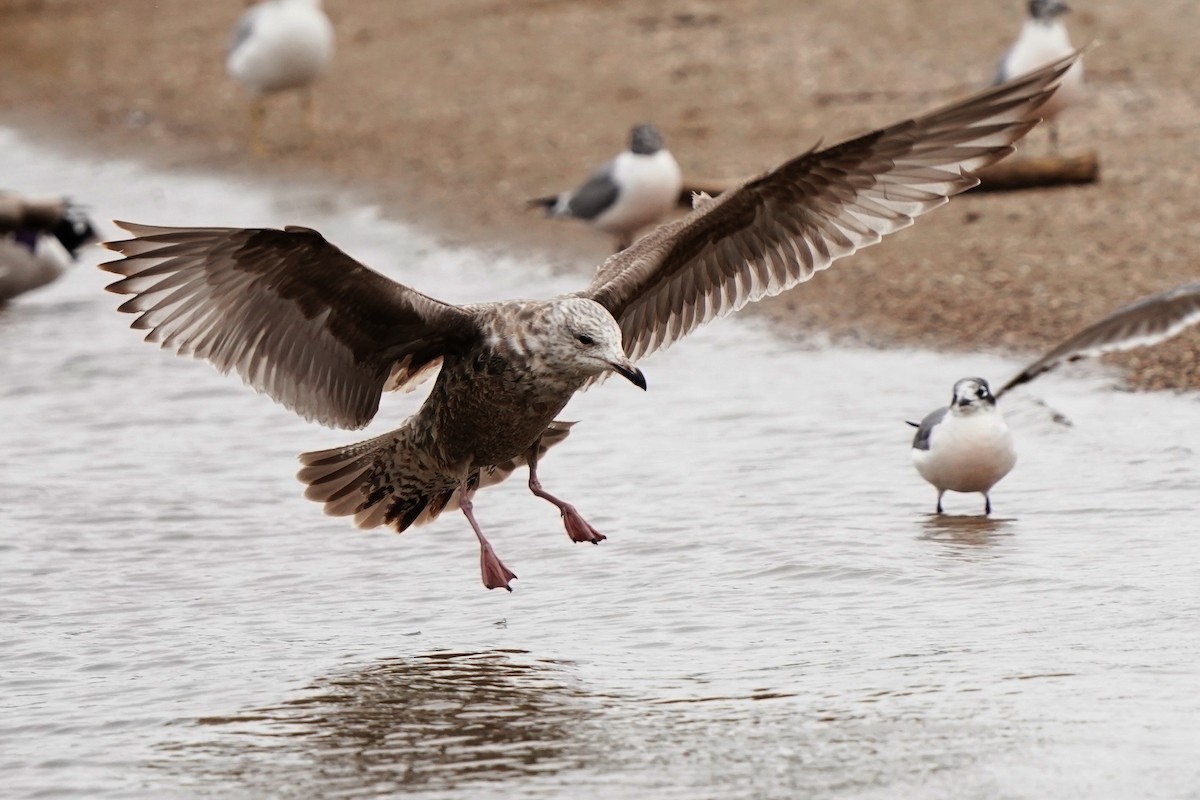 Herring Gull - Dana Siefer