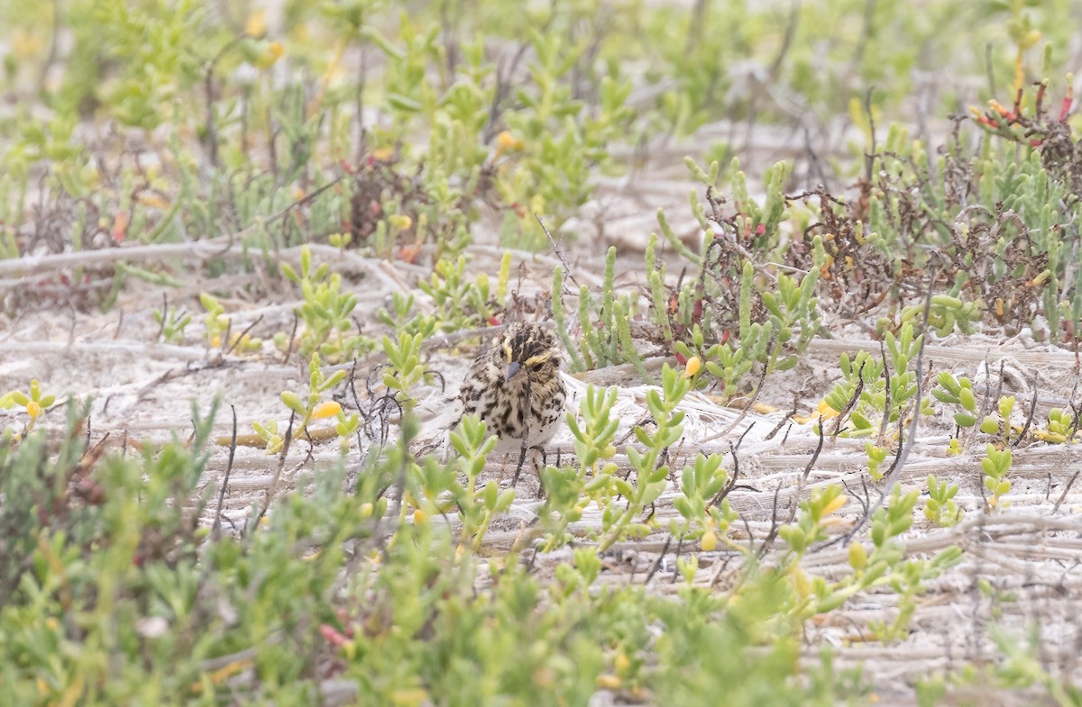 Savannah Sparrow - Robert McMorran