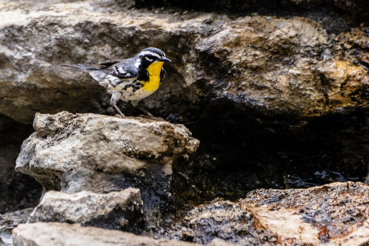 Yellow-throated Warbler - Michael Gilbert