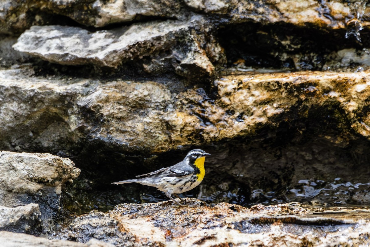 Yellow-throated Warbler - Michael Gilbert
