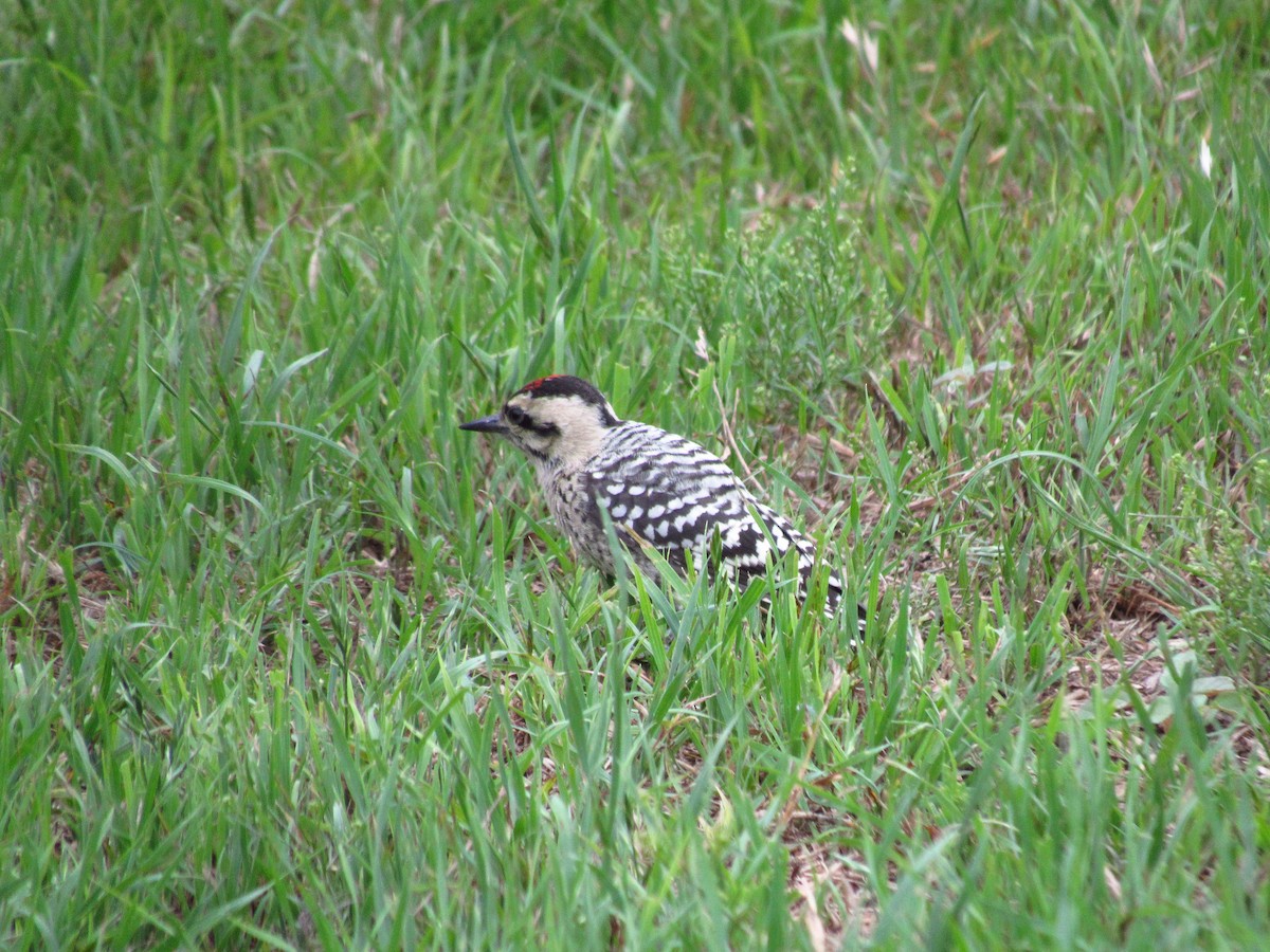 Ladder-backed Woodpecker - ML619309145