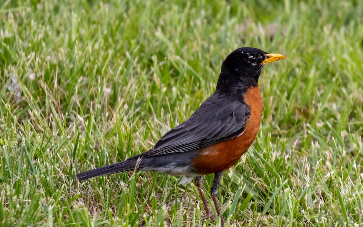 American Robin - ML619309157