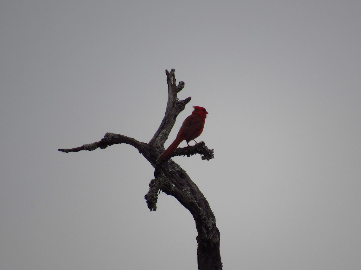 Northern Cardinal - ML619309160