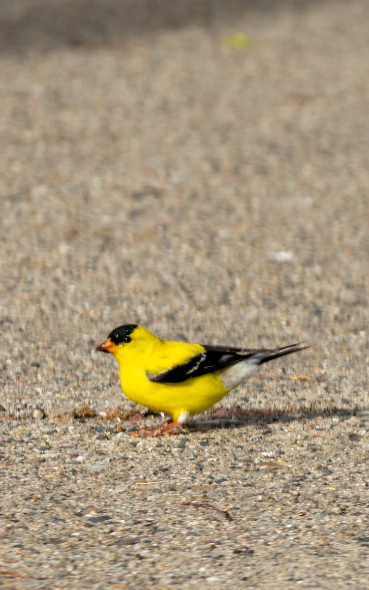 American Goldfinch - Carlos Navarro