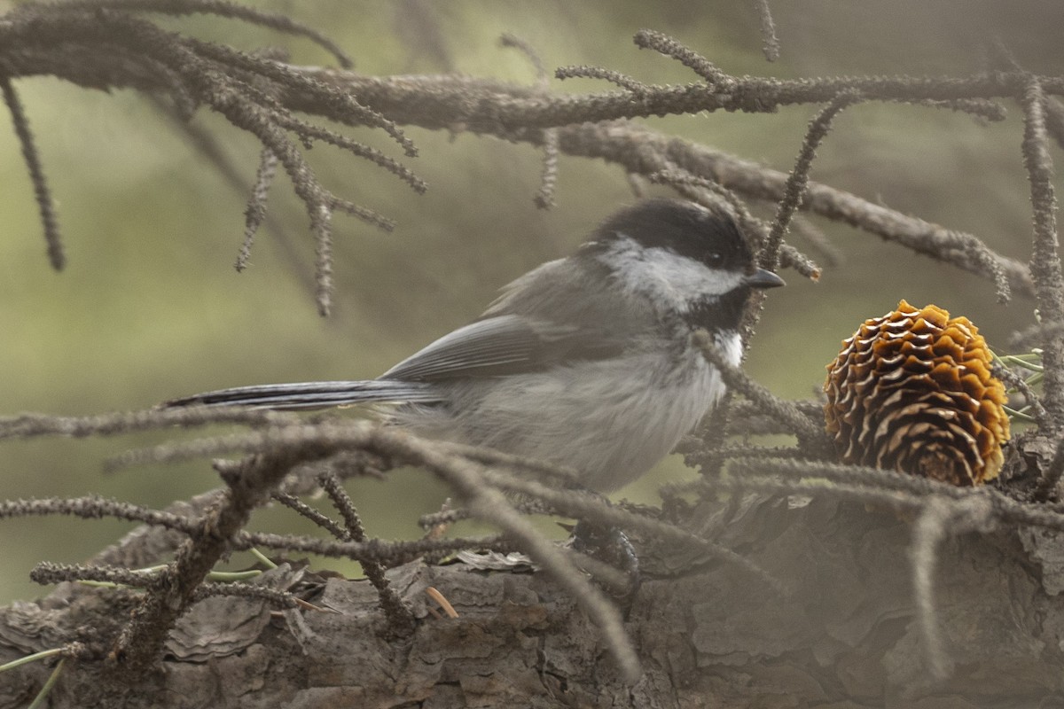 Black-capped Chickadee - andy Denton