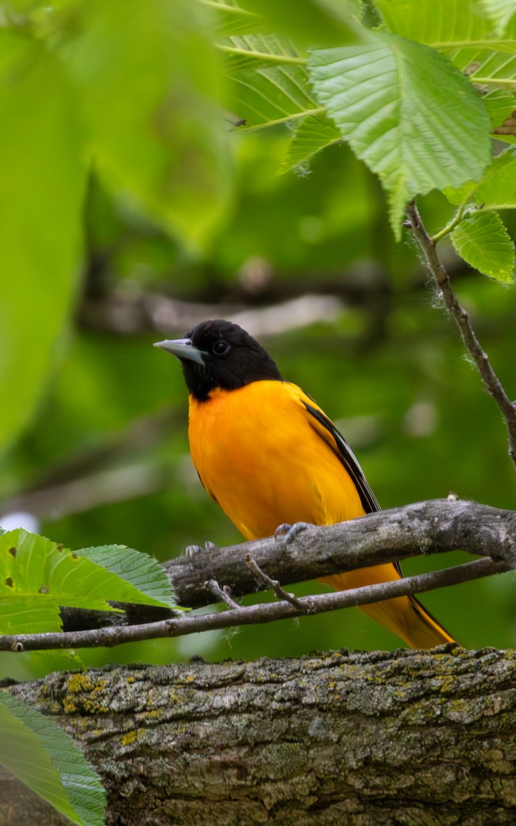 Baltimore Oriole - Carlos Navarro