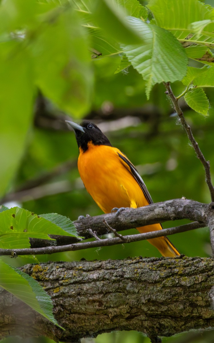 Baltimore Oriole - Carlos Navarro