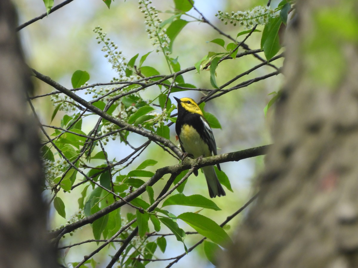 Black-throated Green Warbler - Kevork Bardak